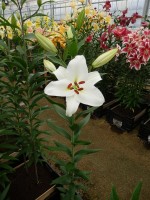 [4341 Sedano VZ No01.JPG]